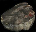 Polished, Jurassic Petrified Wood (Conifer) - Australia #33927-1